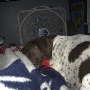 Meet your Posher, Harry